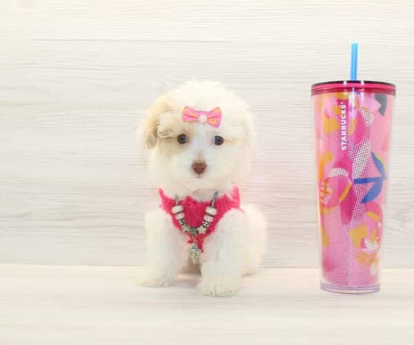 Eve Kim- Toy Poodle Puppy - Image 4