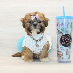 Fiona- Toy Shih Tzu Puppy