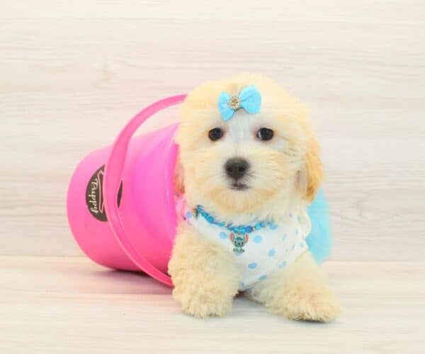 Gabby - Toy Maltipoo Puppy Adopted by - Twana Las Vegas NV 89183 - Image 6