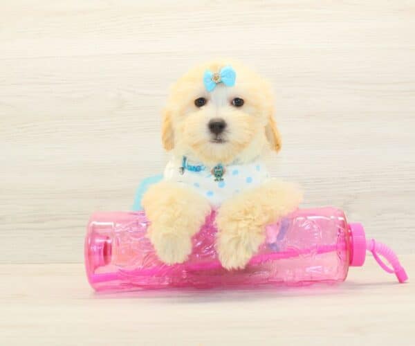 Gabby - Toy Maltipoo Puppy Adopted by - Twana Las Vegas NV 89183 - Image 3