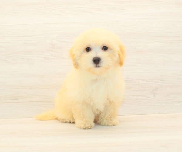 Gabby - Toy Maltipoo Puppy Adopted by - Twana Las Vegas NV 89183 - Image 2