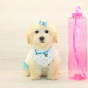 Gabby - Toy Maltipoo Puppy
