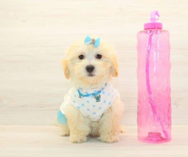 Gabby - Toy Maltipoo Puppy Adopted by - Twana Las Vegas NV 89183