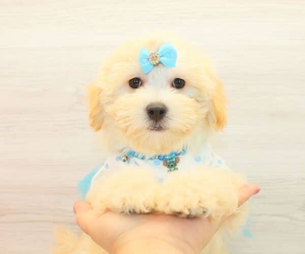 Gabby - Toy Maltipoo Puppy Adopted by - Twana Las Vegas NV 89183 - Image 4