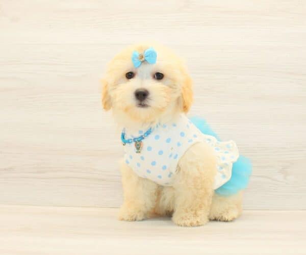 Gabby - Toy Maltipoo Puppy Adopted by - Twana Las Vegas NV 89183 - Image 5
