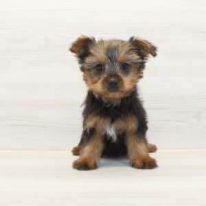 Glow - Toy Yorkie Puppy