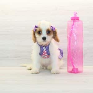 Hilton - Toy Cavapoo Puppy