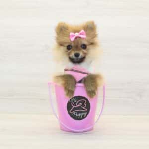 Lucy - Teacup Pomeranian Puppy