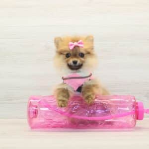 Lucy - Teacup Pomeranian Puppy