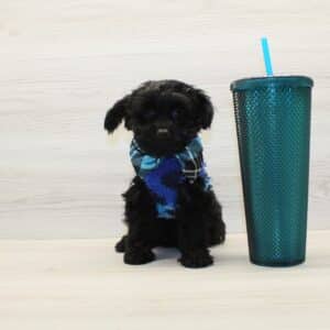 Maguy - Toy Yorkipoo Puppy