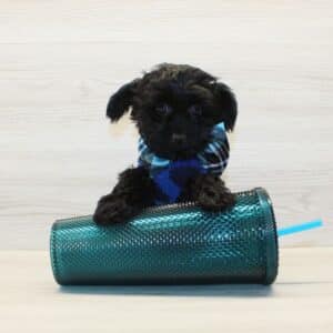 Maguy - Toy Yorkipoo Puppy