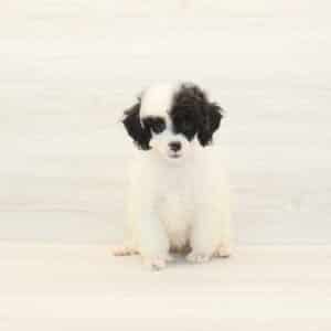 Mandy - Toy Poodle Puppy