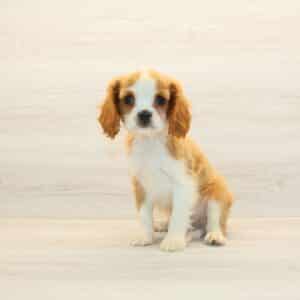 Mello - Cavalier King Charles Spaniel Puppy