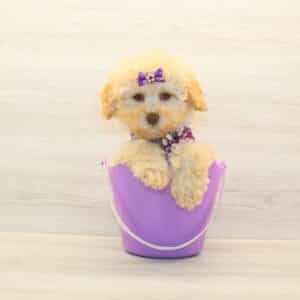 Molly - Toy Poodle Puppy