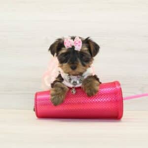 Oasis - Teacup Yorkie Puppy