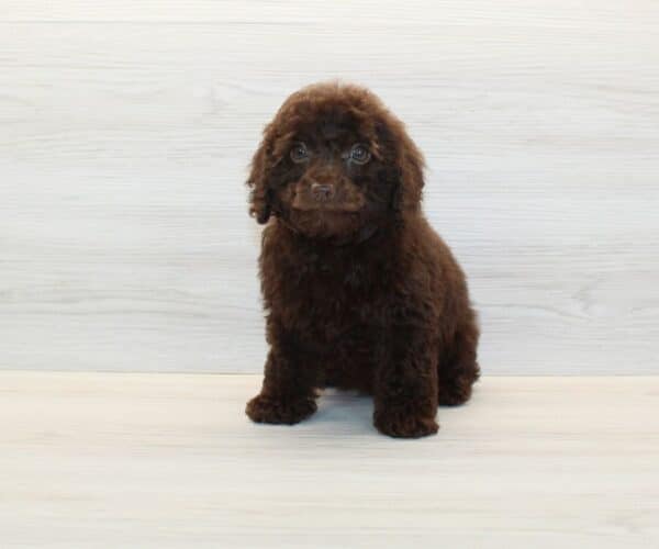 Odessa- Toy Poodle Puppy - Image 5