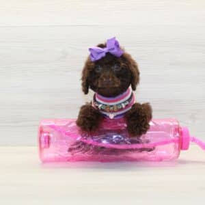 Odessa- Toy Poodle Puppy