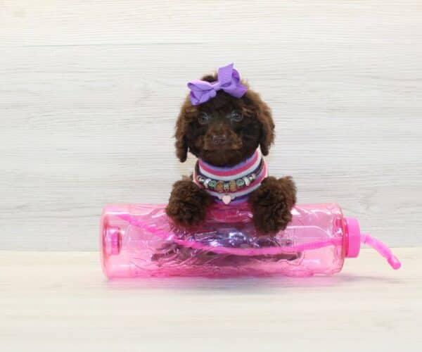 Odessa- Toy Poodle Puppy