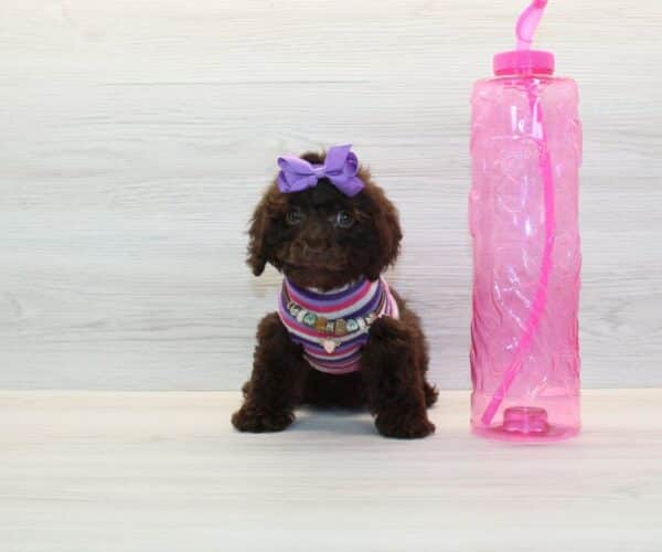 Odessa- Toy Poodle Puppy - Image 2