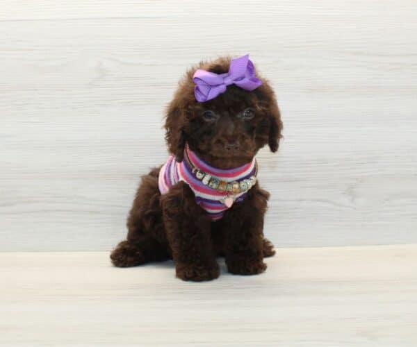 Odessa- Toy Poodle Puppy - Image 3