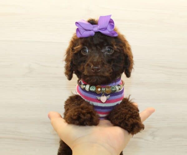 Odessa- Toy Poodle Puppy - Image 4