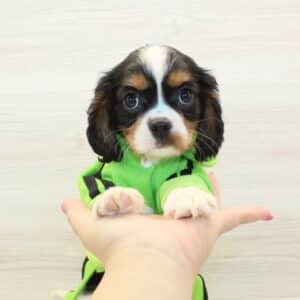 Pluto - Cavalier King Charles Spaniel Puppy