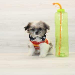 Robin - Toy Pomshi Puppy
