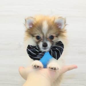 Rocky - Tiny Teacup Pomeranian
