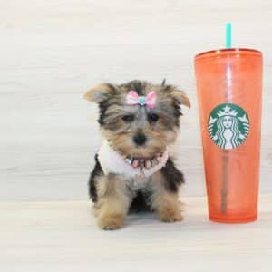 Rosa - Toy Morkie Puppy
