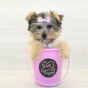 Rosa - Teacup Morkie Puppy