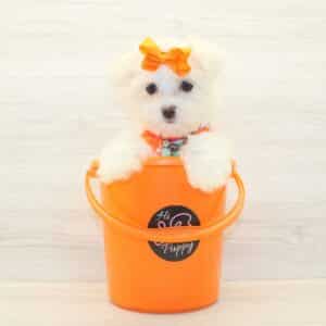 Roxy - Teacup Maltese Puppy