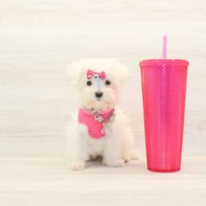 Scarlett Johansson- Toy Maltese Puppy