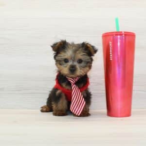 Sugar - Toy Yorkie Puppy