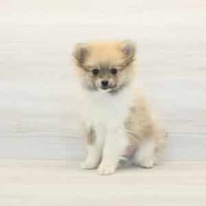 Teddy - Teacup Pomeranian Puppy