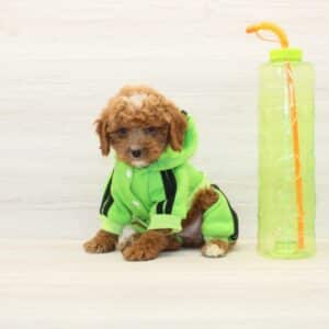 Tucker - Toy Cockapoo Puppy