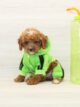 tucker cockapoo puppies