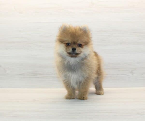Vanity- Teacup Pomeranian Puppy - Image 5
