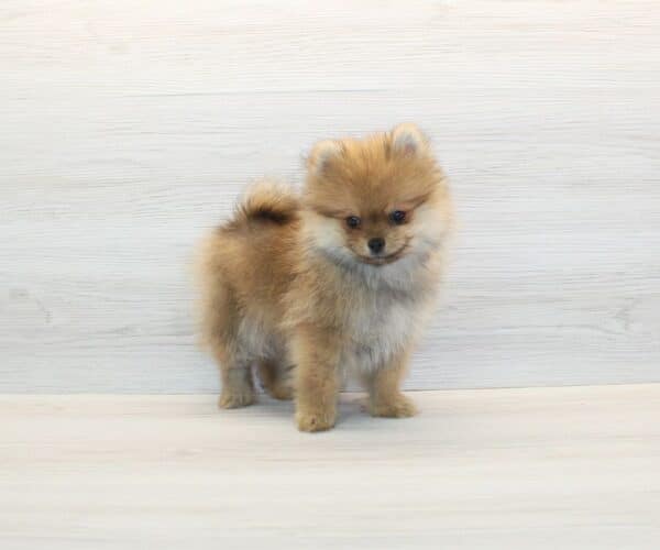 Vanity- Teacup Pomeranian Puppy - Image 3