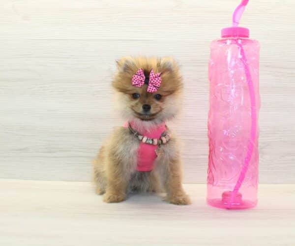 Vanity- Teacup Pomeranian Puppy - Image 2