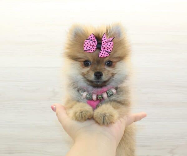 Vanity- Teacup Pomeranian Puppy - Image 4