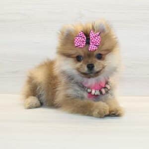 Vanity- Teacup Pomeranian Puppy