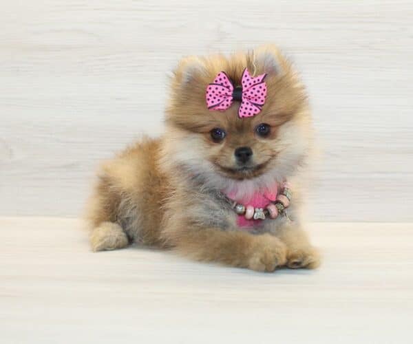 Vanity- Teacup Pomeranian Puppy