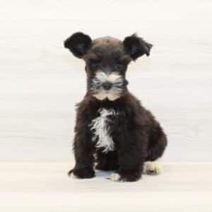 Wonda - Mini Schnauzer Puppy