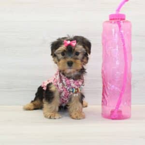 Wonderful - Toy Yorkie