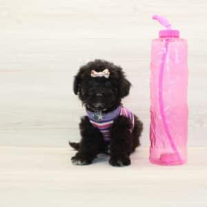 Zendaya - Toy BichaPoo Puppy