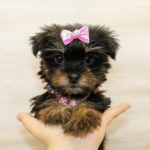 Prada - Teacup Yorkie Puppy