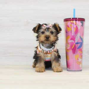 Amber - Tiny Teacup Yorkie Puppy