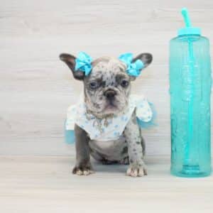 Bella Rose - Mini French Bulldog Puppy