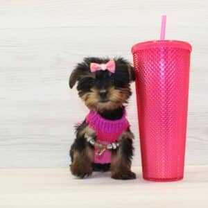 Chanel - Tiny Teacup Yorkie Puppy