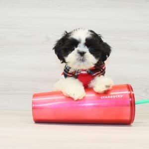 Chase - Toy Shih Tzu Puppy